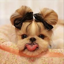 Call on 020 8889 6243. Posh Pets Home Facebook