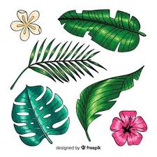 All images and logos are crafted with great workmanship. Scarica Gratis Disegnati A Mano Fiori E Foglie Tropicali Foglie Tropicali Foglie Come Disegnare Fiori