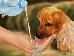 In fact, dog fever often goes. 3 Ways To Treat Fever In Dogs Wikihow