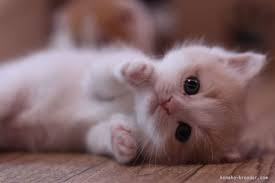 Want More Cute Kittens Click The Photo For More Catloverscommunity Catloverscommunity Cats Kittens Sevimli Kedi Yavrulari Sevimli Kediler Yavru Kediler