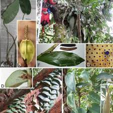 Image result for Microcoelia physophora