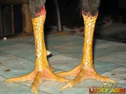 Postingan bentuk dan ciri kaki ayam bangkok yang bagus adalah khusus ciri kaki ayam bangkok seperti apa ciri kaki ayam bangkok ad. 10 Jenis Sisik Ayam Bangkok Yang Mempunyai Pukulan Mematikan Bangkok 10 Things Yang