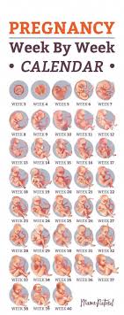 Pin On Pregnancy