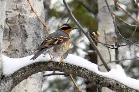 Erdal Yavas Adli Kullanicinin Kuslar Panosundaki Pin Birds Reptiles Amphibians Ve Mammals
