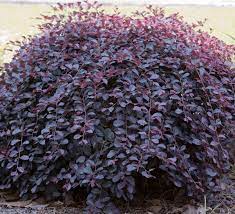 video purple pixie dwarf weeping loropetalum southern living plants purple pixie loropetalum purple shrubs purple plants