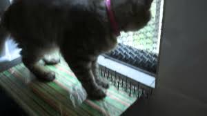 We did not find results for: Zipcase Cat Scratch Stopper Stop Cats From Scratching Carpet At Doorway Door Cats Pet Supplies Guardebem Com