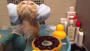 Purrrrrfect Bath Time Calming Cat Cats Cat Bath
