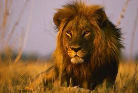 كم عدد أسماء الأسد في اللغة العربية