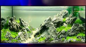 Stu Worrall Won 1st Place In The Live Aquascaping Category And 4th Place In The Overall Xl Messe Magdeburg Aquascaping Aquascape