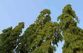 Ashoka's bark, leaf (ashok ka patta), flowers and seeds are used as medicine in ayurveda. Ashoka Tree Uses Benefits Side Effects And Other Information