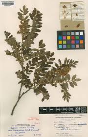 Image result for Sophora velutina