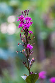 Image result for x Ruttyruspolia