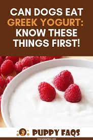 Can Dogs Eat Greek Yogurt What You Need To Know Eat Greek Can Dogs Eat Yogurt Can Dogs Eat