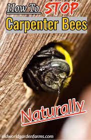 Honeybees prefer residing in structures while carpenter bees prefer burrowing in wood. How To Stop Carpenter Bees Naturally 5 Simple Methods That Work Carpenter Bee Trap Carpenter Bee Spray Kill Carpenter Bees