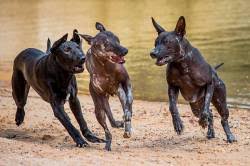 Xoloitzcuintle means dog of xolo (the god of the underworld). here is how to pronounce the aztec name for this breed: Xoloitzcuintle And Peruvian Hairless Dogs Janedogs