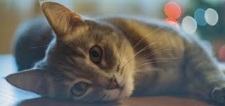 Cat Meow Sound Free Sound Effects Animal Sounds
