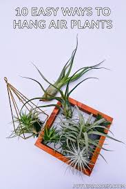 Air plants, or tillandsias, are fun & unusual houseplants. Hanging Air Plants 10 Easy Ways To Hang Your Tillandsias