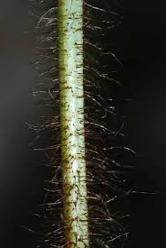 Image result for Megalastrum lanuginosum