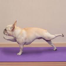 Funny Dog Photos That Will Inspire You To Hit The Gym Funny Dog Photos Dog Yoga Funny Dog Pictures