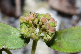 Image result for Euphorbia ophthalmica
