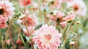 Maybe you would like to learn more about one of these? The 10 Most Beautiful Flowers In The World