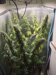 Maybe you would like to learn more about one of these? Best Light For A One Plant Grow Page 2 Grasscity Forums The 1 Marijuana Community Online