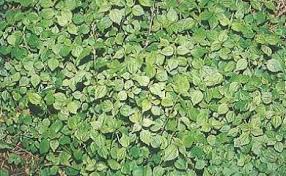 Image result for Droguetia iners