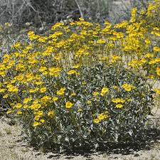 Image result for Bussea xylocarpa