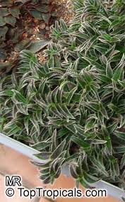 Image result for Cyanotis