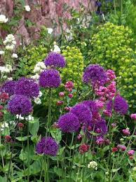 Allium Purple Sensation Euphorbia And Valerian Plant Combinations Pink Garden Euphorbia