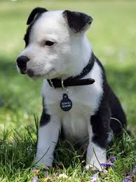 American Staffordshire Bull Terrier Black And White Black And White Staffie Cutie American Staffordshire Terrier Puppies Staffordshire Terrier Puppy Terrier Puppy