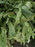 Image result for Elaphoglossum tanganjicense