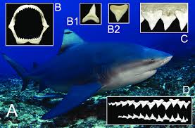 Recognize bull shark teeth by their tapering serrations. A General Features Of Bull Shark Dentition Showing B Upper And Download Scientific Diagram