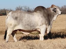 Brahmans are intermediate in size among beef breeds found in the united states. Mr V8 933 7 Yeti V8 Ranch Brahman Cattle In Hungerford And Boling Texas