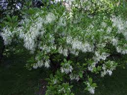 Mar 04, 2019 · kelly russel july 9, 2019 at 12:56 am. What Are The Best Flowering Trees For A Small Yard Extension