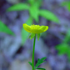 Image result for Ranunculus stagnalis