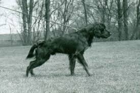 Image result for skotský setr gordonsetr