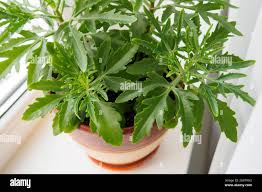 Image result for Kalanchoe laciniata