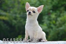 Satilik Sivava Yavrulari Http Chihuahua Yavruilani Com Satilik Chihuahua Sivava Fiyatlari Yavrusu Resmi Chihuahua