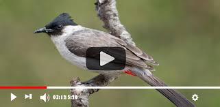 Home » suara burung » download suara burung cucak biru jantan & betina. Suara Burung Kutilang Mp3 On Windows Pc Download Free 8 8 Com Heryyapp Suara Burung Kutilang Mp3