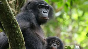 Compra lentes ópticos o neutros con filtro azul en chile. In The Bonobo World Female Camaraderie Prevails The New York Times