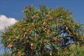 Image result for Schinopsis