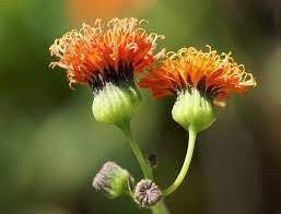 Image result for Emilia integrifolia