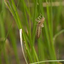 Image result for Exotheca