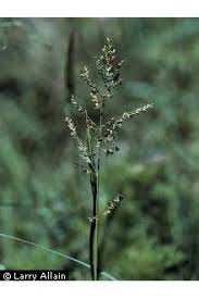 Image result for Steinchisma