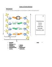 Dna structure and replication worksheet answers. Chapter 16 Practice Worksheet Biology Docx Chapter 16 Practice Worksheet Dna Structure Use The Word Bank To Identify Different Structural Features Course Hero
