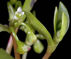 Image result for Montinia