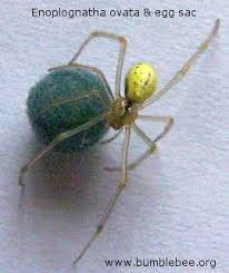 Image result for Empogona sp. A