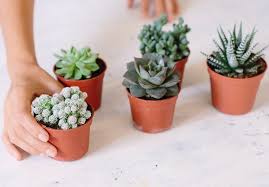 Sunlight, fresh air, warmth, and dryness (1). What S Wrong With My Succulent Collective Gen
