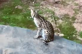 Check spelling or type a new query. Exotic African Cat Captured Just Miles From Lenox Square In Atlanta